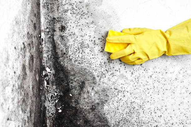 Attic Mold Removal in Chantilly, VA