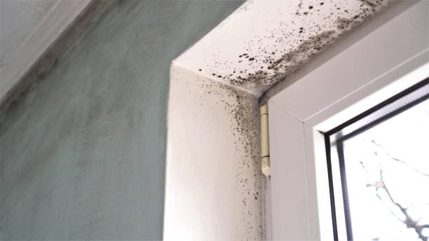 Best Mold Remediation Services  in Chantilly, VA
