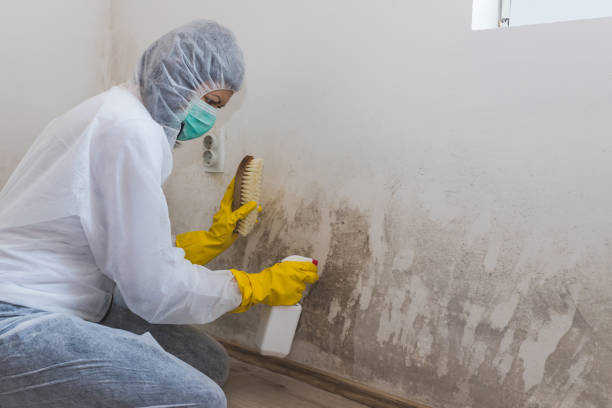 Best Certified Mold Removal  in Chantilly, VA