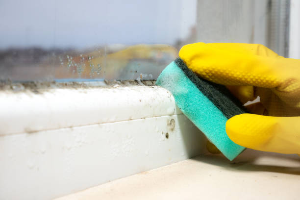 Best Residential Mold Removal  in Chantilly, VA