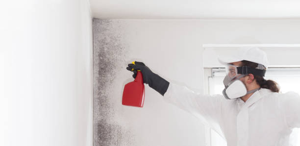 Professional Mold Removal in Chantilly, VA