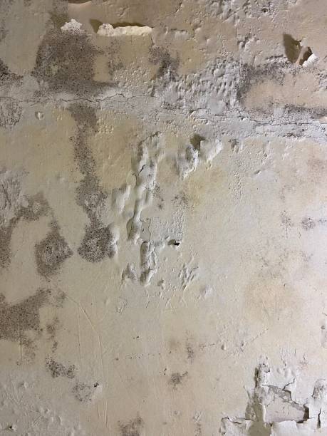 Best Mold Testing and Removal  in Chantilly, VA