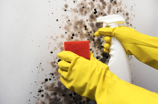Best Black Mold Removal  in Chantilly, VA