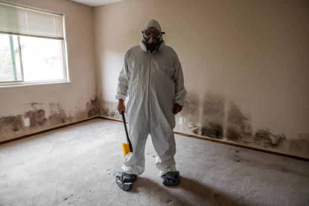 Best Residential Mold Removal  in Chantilly, VA