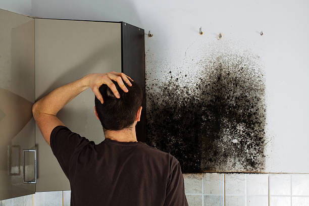 Best Black Mold Removal  in Chantilly, VA