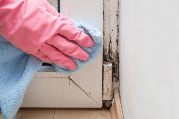 Best Mold Removal Company Near Me  in Chantilly, VA